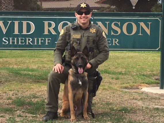 Kings Sheriff's K-9 Dash returns to work after four months of mending Kings Deputy Dakota Fausnett and Dash are ready to return to work. Dash was shot nearly four months ago while on duty.